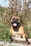 BULLMASTIFF 026